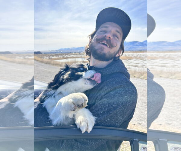 Medium Photo #6 Australian Shepherd Puppy For Sale in Sandy, UT, USA
