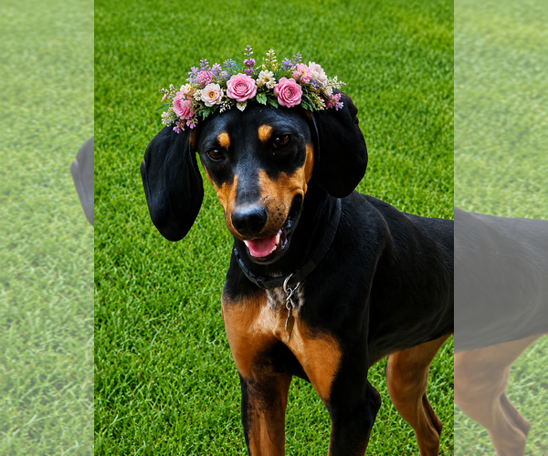 Medium Photo #1 Coonhound Puppy For Sale in Sandy, UT, USA