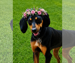 Small Coonhound