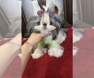 Shih Tzu Puppy for sale in CANTON, GA, USA