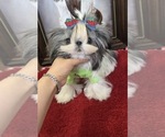 Gary - Male Shih Tzu Puppy for Sale - Small photo