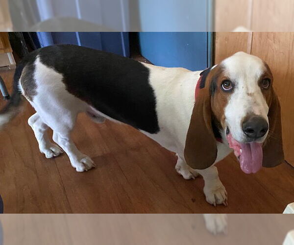 Medium Photo #1 Basset Hound Puppy For Sale in Petaluma, CA, USA