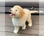 Small Photo #6 Lagotto Romagnolo Puppy For Sale in VANCOUVER, WA, USA