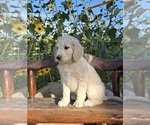 Puppy 6 Double Doodle