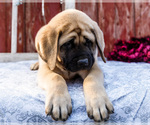 Small Photo #22 Mastiff Puppy For Sale in WAKARUSA, IN, USA