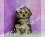 Small Photo #26 Yorkipoo Puppy For Sale in WARSAW, IN, USA