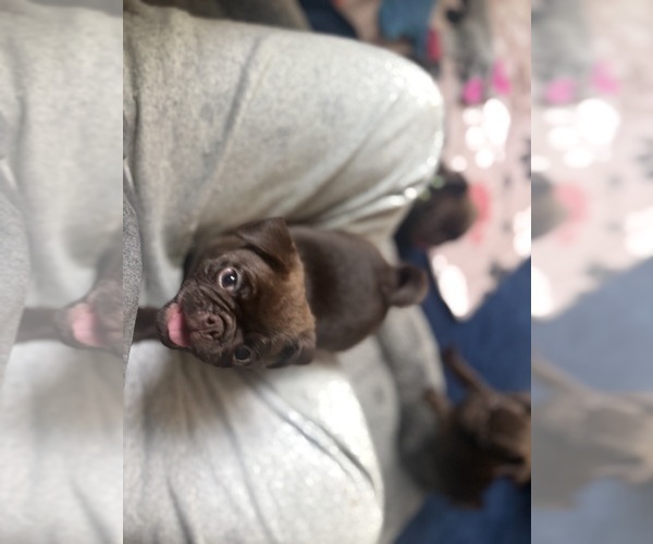 Medium Photo #10 Pug Puppy For Sale in BLOOMINGTON, IL, USA