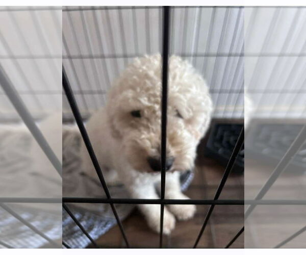 Medium Photo #3 Poodle (Miniature)-Unknown Mix Puppy For Sale in Grafton, WI, USA