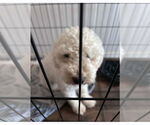 Small #2 Poodle (Miniature) Mix