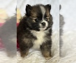 Small #7 Pomeranian