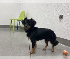 Casper - Male Tibetan Spaniel-Unknown Mix Dog for Adoption - Photo #3