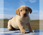 Small Photo #3 Labrador Retriever Puppy For Sale in HAGERSTOWN, MD, USA