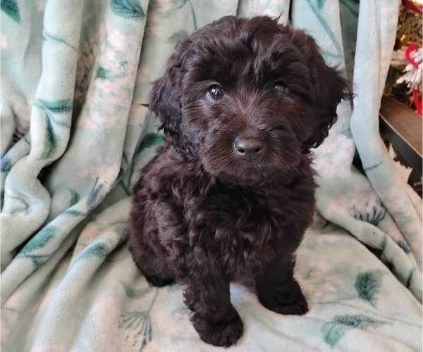 Medium Photo #1 Cockapoo (Miniature) Puppy For Sale in FITZGERALD, GA, USA