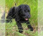 Small Photo #1 Labradoodle Puppy For Sale in PIERSON, FL, USA