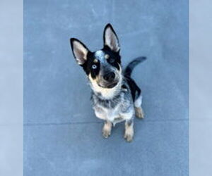 Mutt Dogs for adoption in Salinas, CA, USA