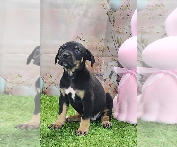 Medium Photo #10 Catahoula Leopard Dog Puppy For Sale in CUMBY, TX, USA