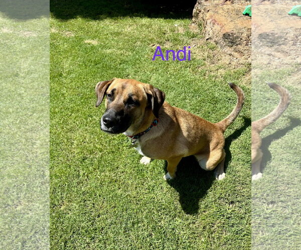Medium Photo #4 Black Mouth Cur-German Shepherd Dog Mix Puppy For Sale in Wakefield, RI, USA