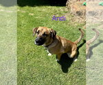 Small #3 Black Mouth Cur-German Shepherd Dog Mix