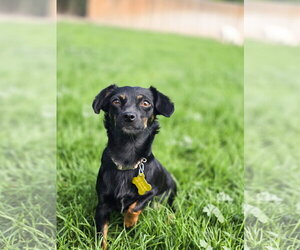 Aviana - Female Chiweenie Dog for Adoption - Photo #10