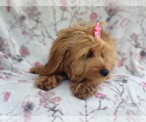 Cocker Spaniel-Poodle (Miniature) Mix Puppy for sale in LAKELAND, FL, USA