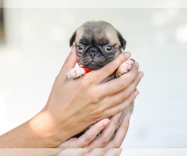 Medium Photo #2 Pug Puppy For Sale in LIBERTY, KY, USA
