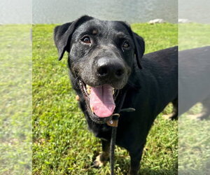 Rottweiler-Unknown Mix Dogs for adoption in Evansville, IN, USA