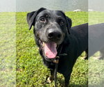Tyson - Male Rottweiler-Unknown Mix Dog for Adoption - Small photo