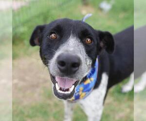 Border Collie-Unknown Mix Dogs for adoption in San Antonio, TX, USA