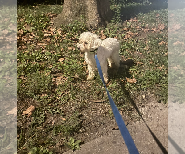 Medium Photo #4 Poodle (Miniature) Puppy For Sale in Brooklyn, NY, USA