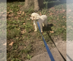 Small #3 Poodle (Miniature)