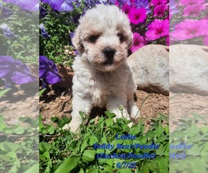 Zuchon Puppy for Sale in SHIPSHEWANA, Indiana USA