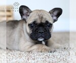 Small Photo #1 French Bulldog Puppy For Sale in GAP, PA, USA