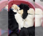 Small #12 Labrador Retriever