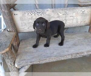 Frenchie Labrador-Labradoodle Mix Puppy for sale in DETROIT, MI, USA