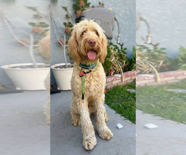 Medium Photo #1 Poodle (Standard)-Unknown Mix Puppy For Sale in San Diego, CA, USA