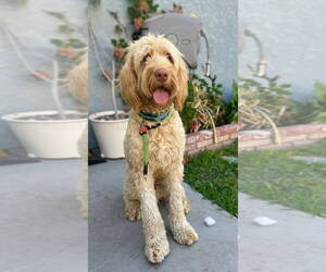Poodle (Standard)-Unknown Mix Dogs for adoption in San Diego, CA, USA