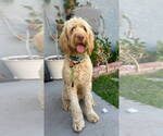 Small Poodle (Standard) Mix
