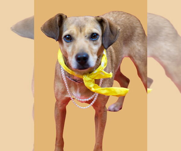 Medium Photo #2 Chihuahua-Feist Terrier Mix Puppy For Sale in Holly Springs, MS, USA