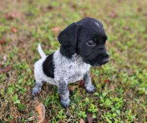 German Shorthaired Pointer-Goldendoodle Mix Puppy for sale in WILLACOOCHEE, GA, USA