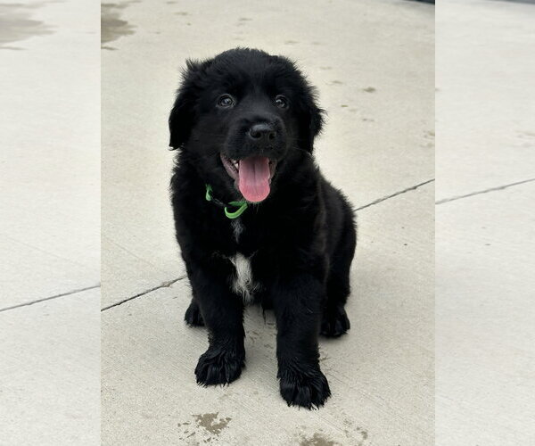 Medium Photo #12 Australian Shepherd Puppy For Sale in Euless, TX, USA