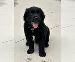 Small #11 Australian Shepherd
