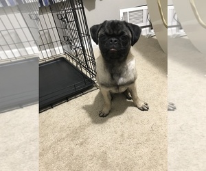 Pug Puppy for sale in ATL, GA, USA