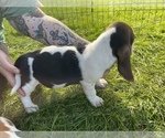 Small Photo #2 Basset Hound Puppy For Sale in TOLLAND, CT, USA