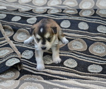 Small #3 Alaskan Klee Kai-Pomeranian Mix