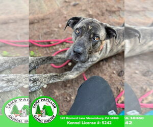 Rocky - Male Mutt Dog for Adoption - Photo #3