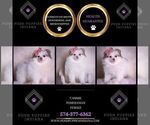 Small #2 Pomeranian