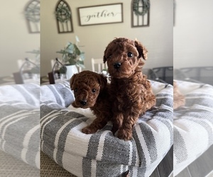 Poodle (Toy) Puppy for sale in VISALIA, CA, USA