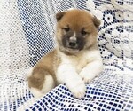 Puppy 1 Shiba Inu