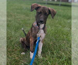 Junior - Male Plott Hound Dog for Adoption - Photo #4