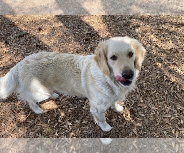 Medium Photo #1 English Cream Golden Retriever Puppy For Sale in BARNWELL, SC, USA